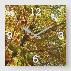 Wechselnde Ahornbaum grüne und goldene Herbstfarbe Quadratische Wanduhr