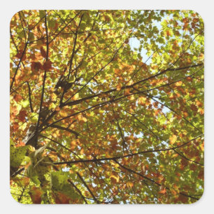 Wechselnde Ahornbaum grüne und goldene Herbstfarbe Quadratischer Aufkleber