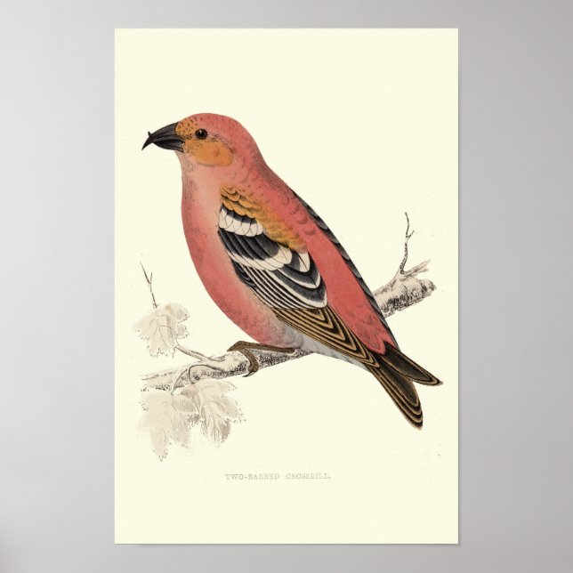 Wechselvogel Poster (Vorne)