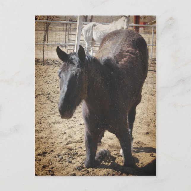 Weck Postkarte (Vorderseite)