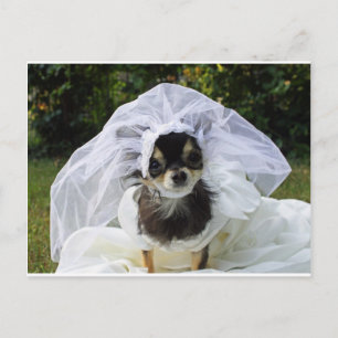 Wedding Chihuahua Bride Postkarte