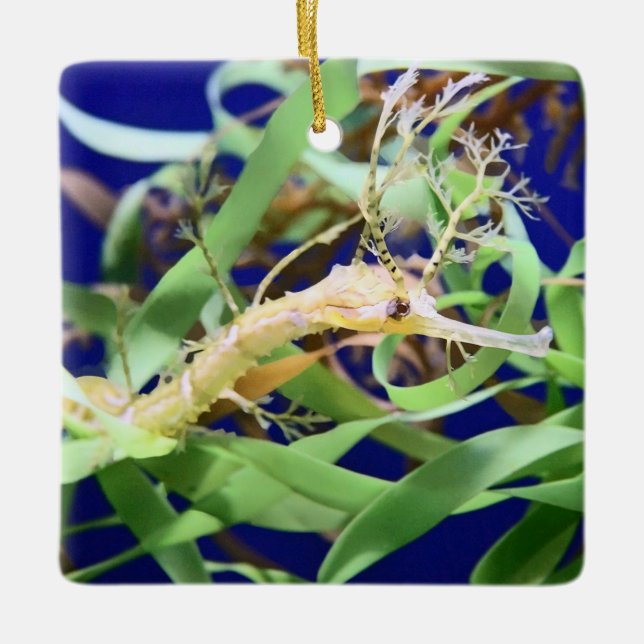 Weedy Sea Dragon Keramikornament (Vorderseite)