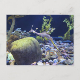 Weedy Seadragon # 1 Postkarte