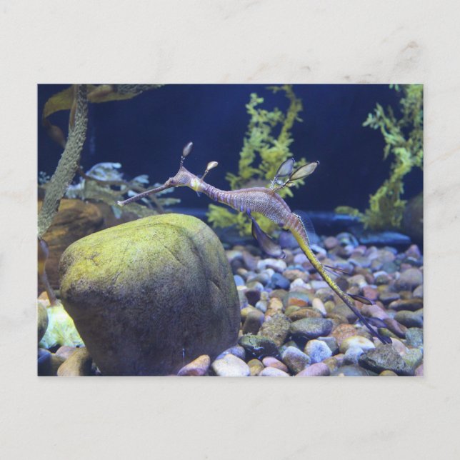 Weedy Seadragon # 1 Postkarte (Vorderseite)