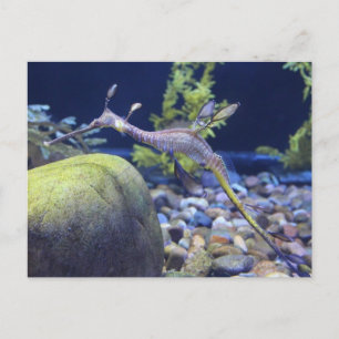 Weedy Seadragon # 3 Postkarte