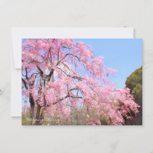 Weeping Cherry: Flat Card (Vorderseite)