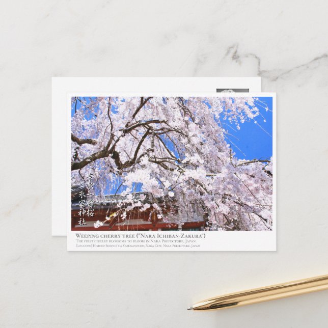 Weeping cherry tree ("Nara Ichiban-Zakura") ポストカード Postkarte (Vorderseite/Rückseite Beispiel)