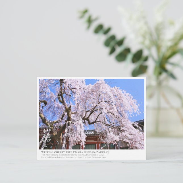 Weeping cherry tree ("Nara Ichiban-Zakura") ポストカード Postkarte (Stehend Vorderseite)