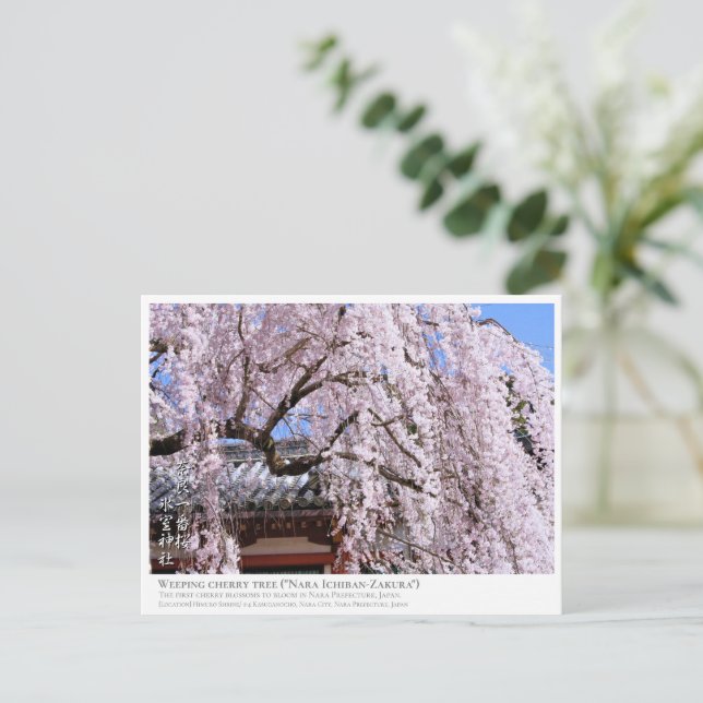 Weeping cherry tree ("Nara Ichiban-Zakura") ポストカード Postkarte (Stehend Vorderseite)