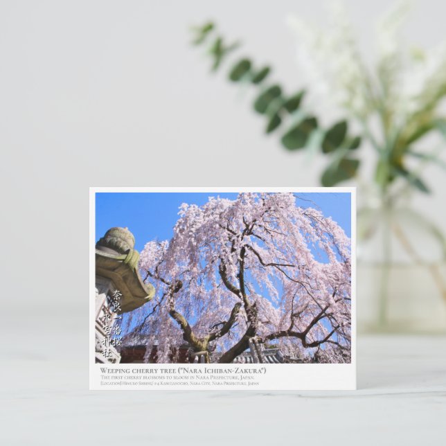 Weeping cherry tree ("Nara Ichiban-Zakura") ポストカード Postkarte (Stehend Vorderseite)