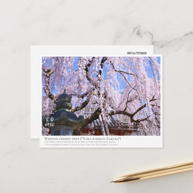 Weeping cherry tree ("Nara Ichiban-Zakura") ポストカード Postkarte (Vorderseite/Rückseite Beispiel)