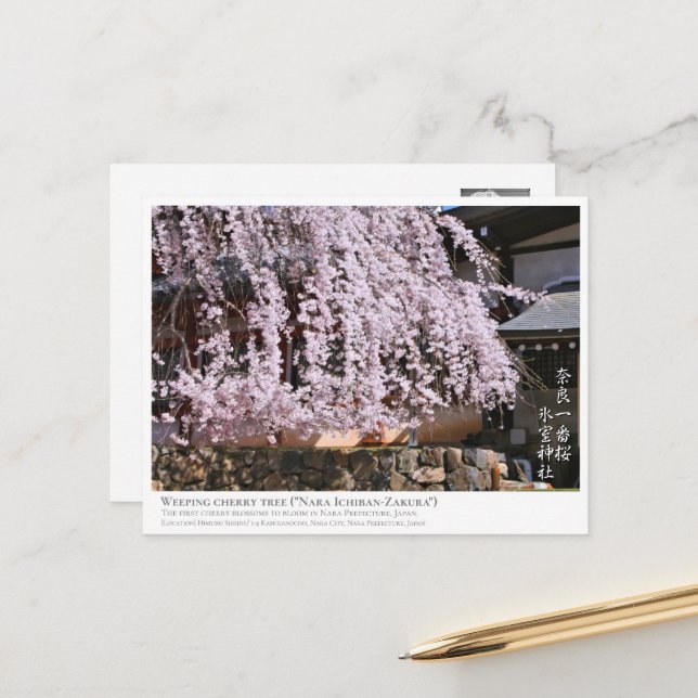 Weeping cherry tree ("Nara Ichiban-Zakura") ポストカード Postkarte (Vorderseite/Rückseite Beispiel)
