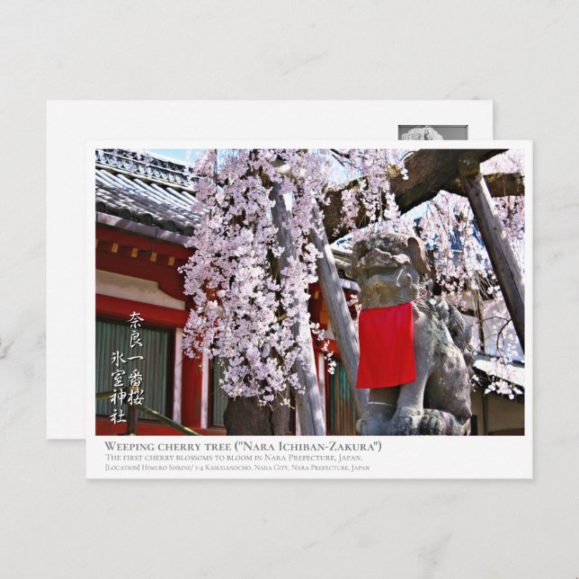 Weeping cherry tree ("Nara Ichiban-Zakura") ポストカード Postkarte (Vorne/Hinten)