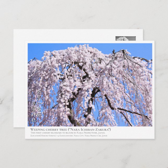 Weeping cherry tree ("Nara Ichiban-Zakura") ポストカード Postkarte (Vorne/Hinten)