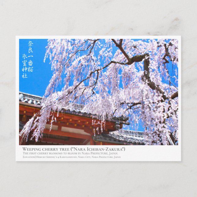 Weeping cherry tree ("Nara Ichiban-Zakura") ポストカード Postkarte (Vorderseite)