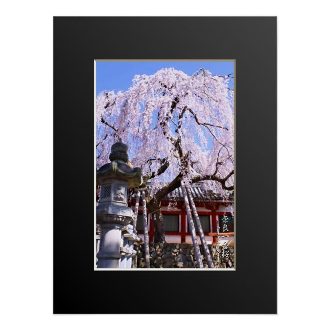 Weeping cherry tree ("Nara Ichiban-Zakura") Poster (Vorderseite)
