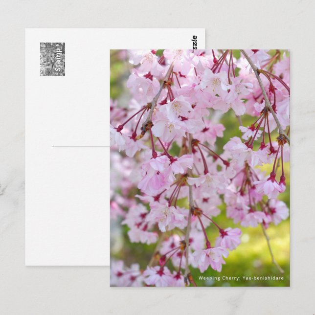 Weeping Cherry: Yae-benishidare Postkarte (Vorne/Hinten)