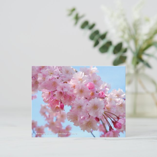 Weeping Cherry: Yae-benishidare Postkarte (Stehend Vorderseite)