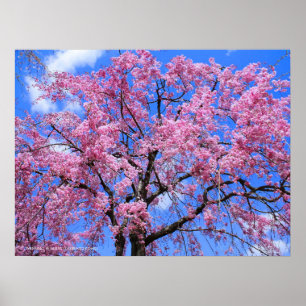 Weeping Cherry: Yaebenishidare Poster