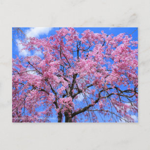 Weeping Cherry(Yaebenishidare) [Postkarte] Postkarte