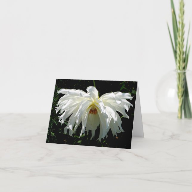 Weeping White Dahlia (Vorderseite)