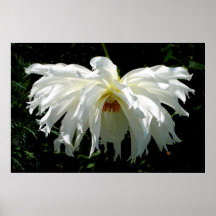 Weeping White Dahlia