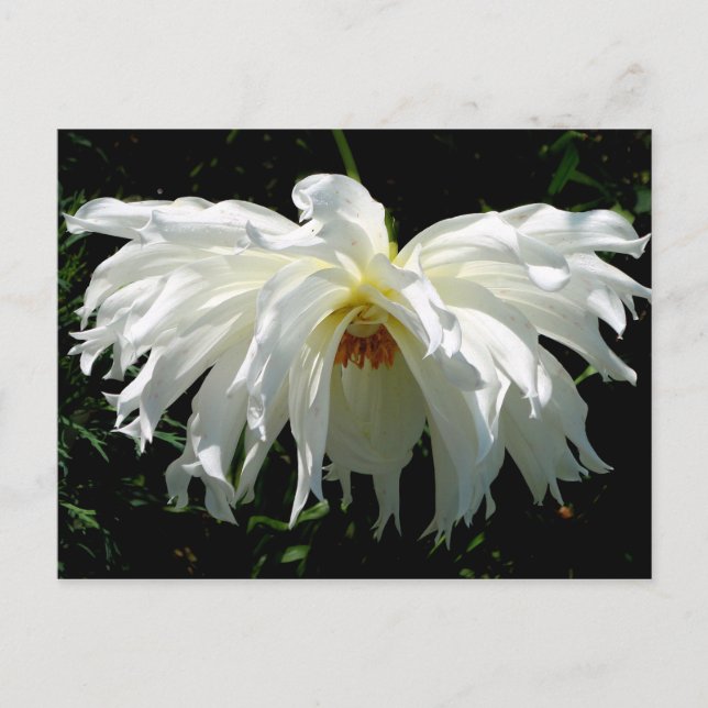 Weeping White Dahlia Postkarte (Vorderseite)