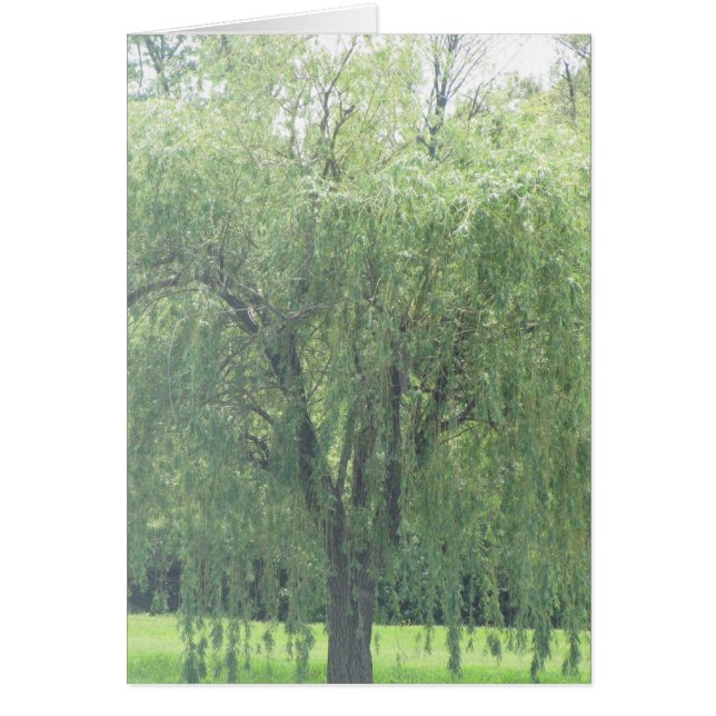 Weeping WIllow (Vorne)