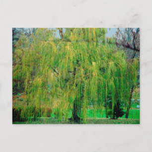 Weeping Willow Postcard Postkarte