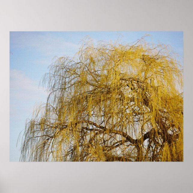 Weeping Willow Poster (Vorne)