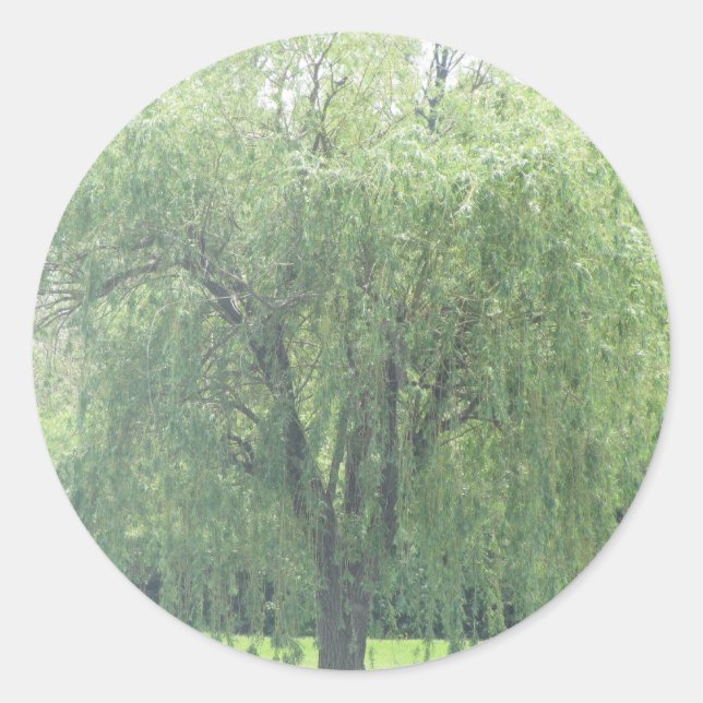 Weeping WIllow Runder Aufkleber (Vorderseite)