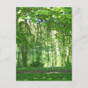 Weeping Willows with Pond Postkarte