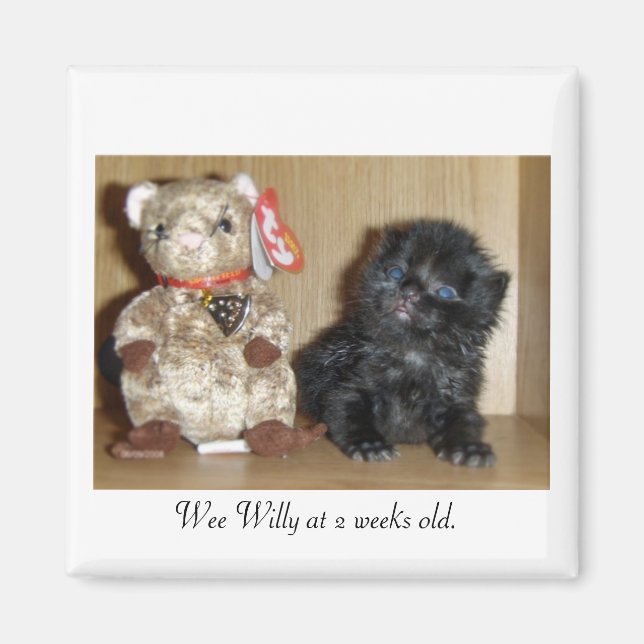 WEEWILLYvs4inchBB-1, Wee Willy im Alter von 2 Woch Magnet (Vorne)