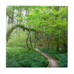 Weg Ancient Groves im Olympic-Nationalpark Fliese