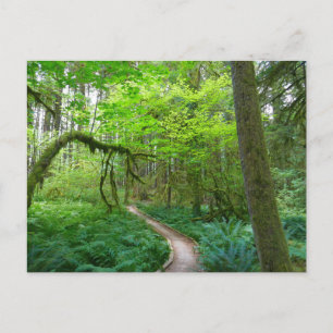 Weg Ancient Groves im Olympic-Nationalpark Postkarte