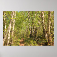 Weg durch Birken