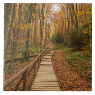 Weg durch den Herbstwald. Fliese