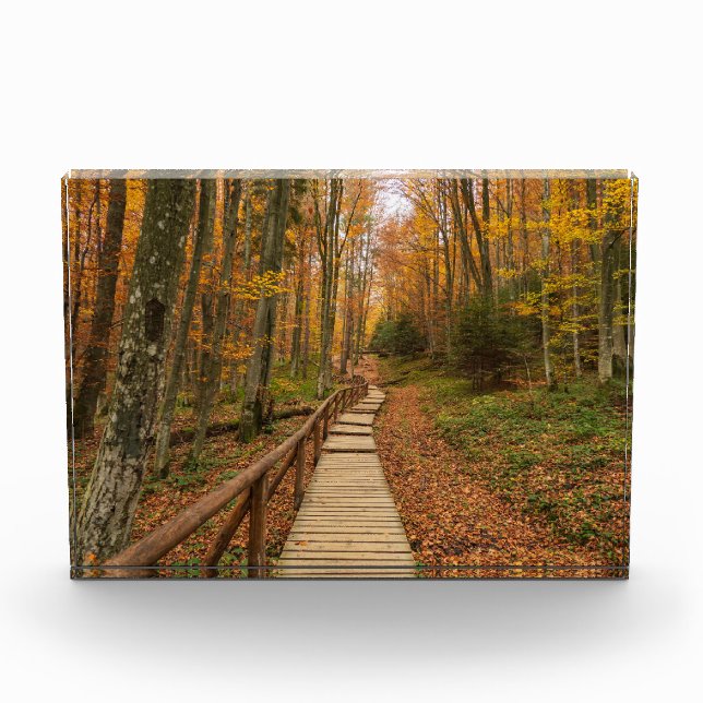 Weg durch den Herbstwald. Fotoblock (Vorderseite)
