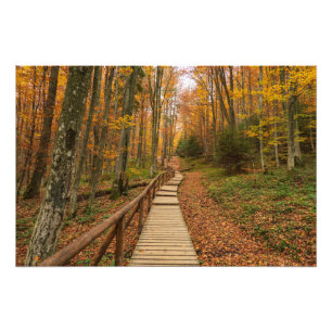 Weg durch den Herbstwald. Fotodruck