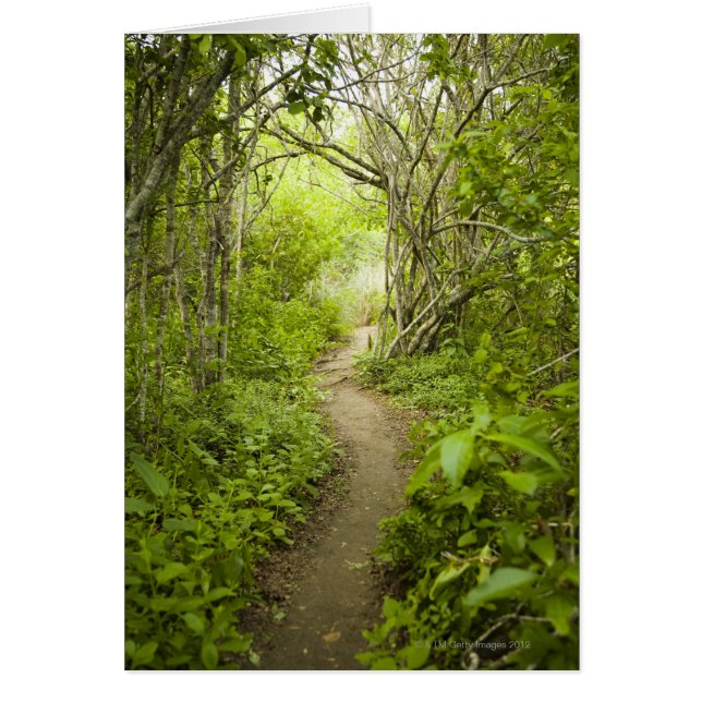 Weg durch den Wald (Vorne)