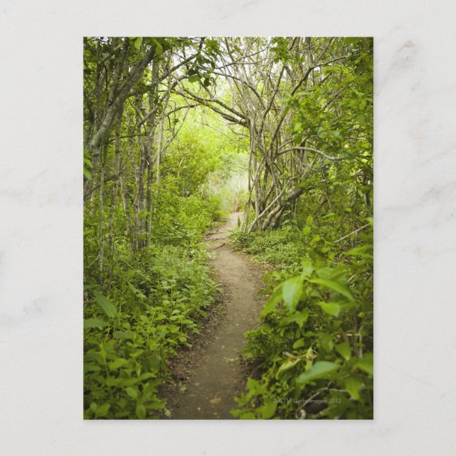 Weg durch den Wald Postkarte (Vorderseite)