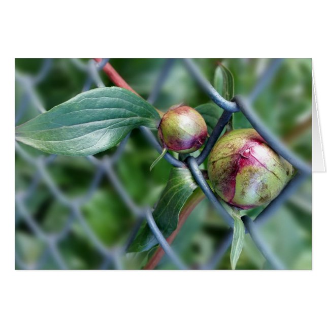 Weg durch den Zaun (Vorderseite (Horizontal))