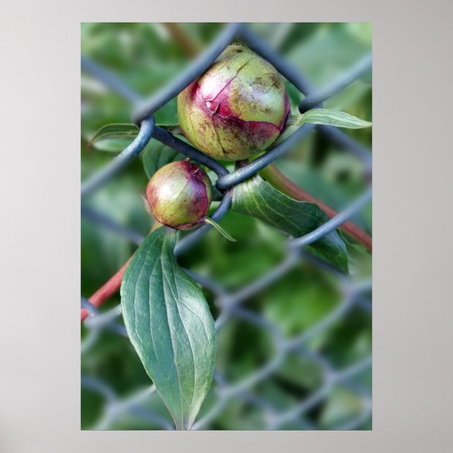 Weg durch den Zaun Poster (Vorne)