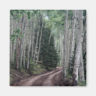 Weg durch die Birke Magnet