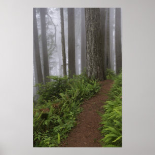 Weg durch die riesigen, geruschten Rotholzbäume Poster