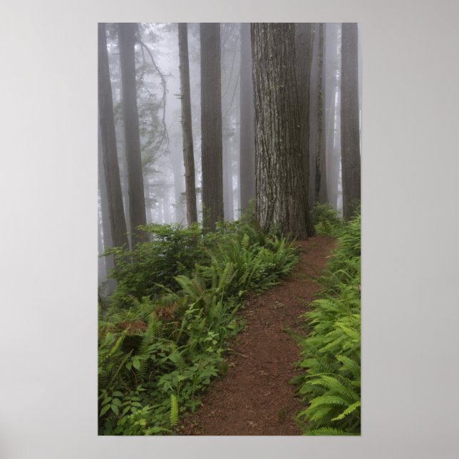Weg durch die riesigen, geruschten Rotholzbäume Poster (Vorne)
