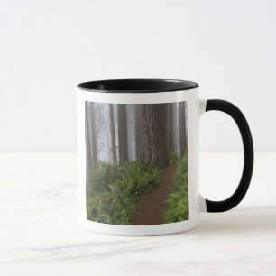 Weg durch die riesigen Mammutbäume gehüllt Tasse