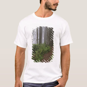 Weg durch die riesigen Rotholzbäume T-Shirt