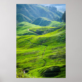 Weg durch Teeplantagen Poster