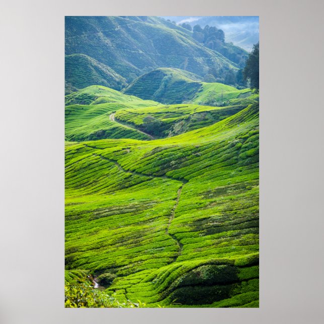 Weg durch Teeplantagen Poster (Vorne)